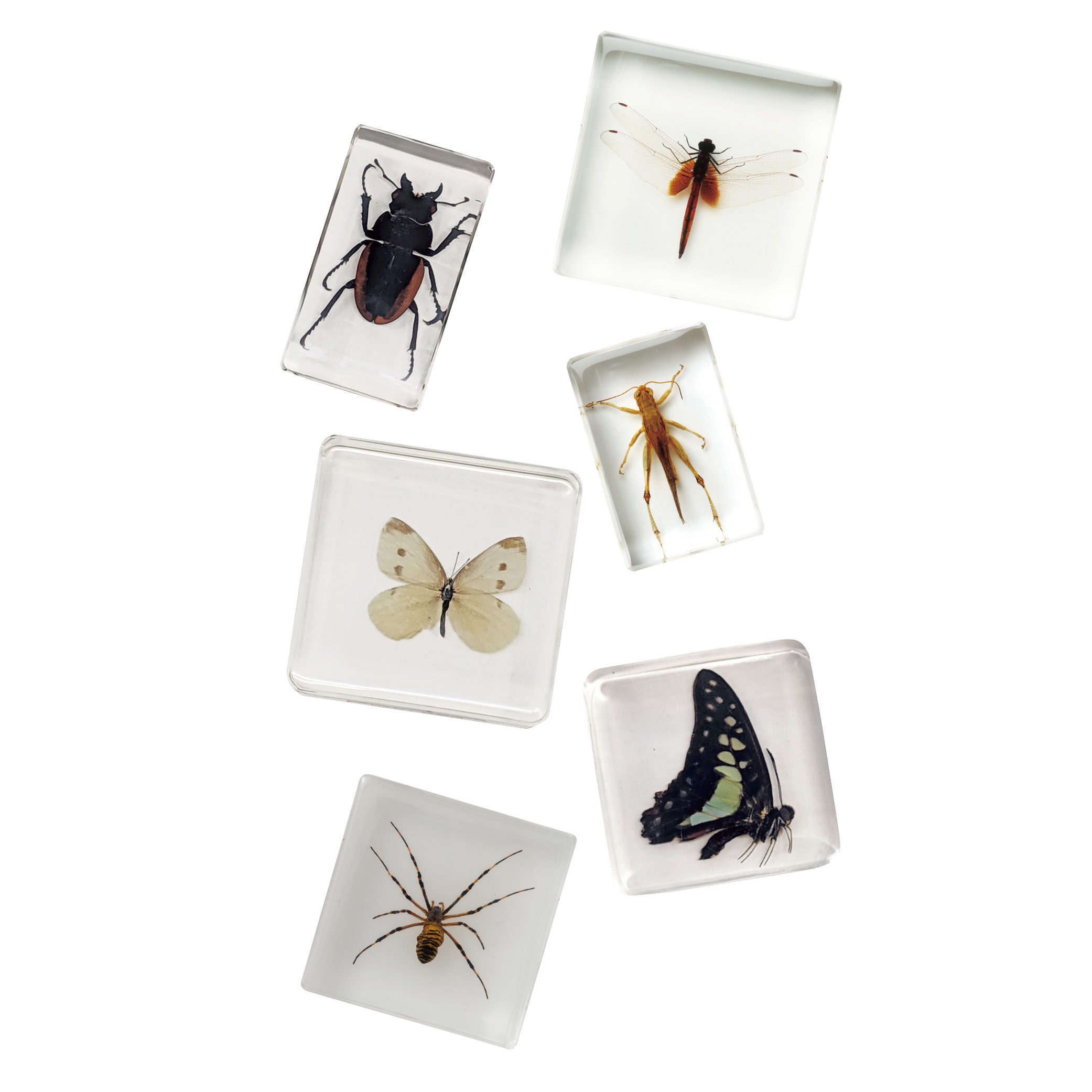 プラ封入昆虫標本B